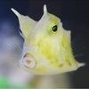 lemonearesad